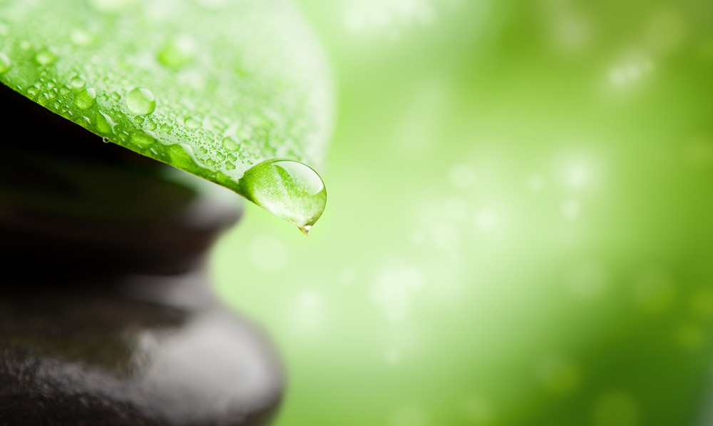 plant base bioactives