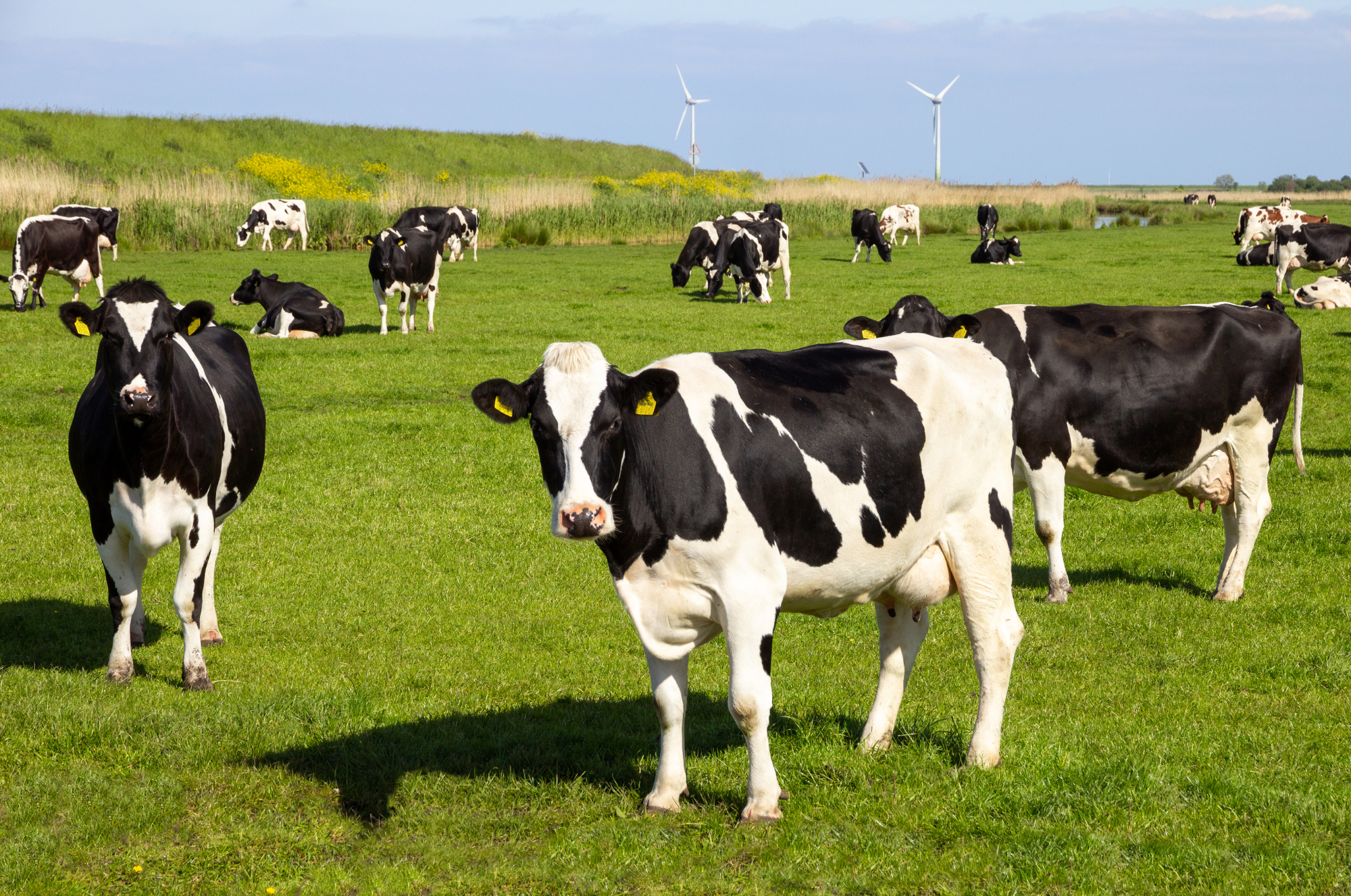vaches